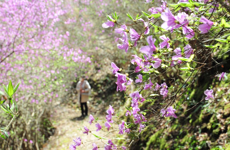 「花の寺」赤紫に　ミツバツツジが見ごろ　綾部市の楞厳寺　京都