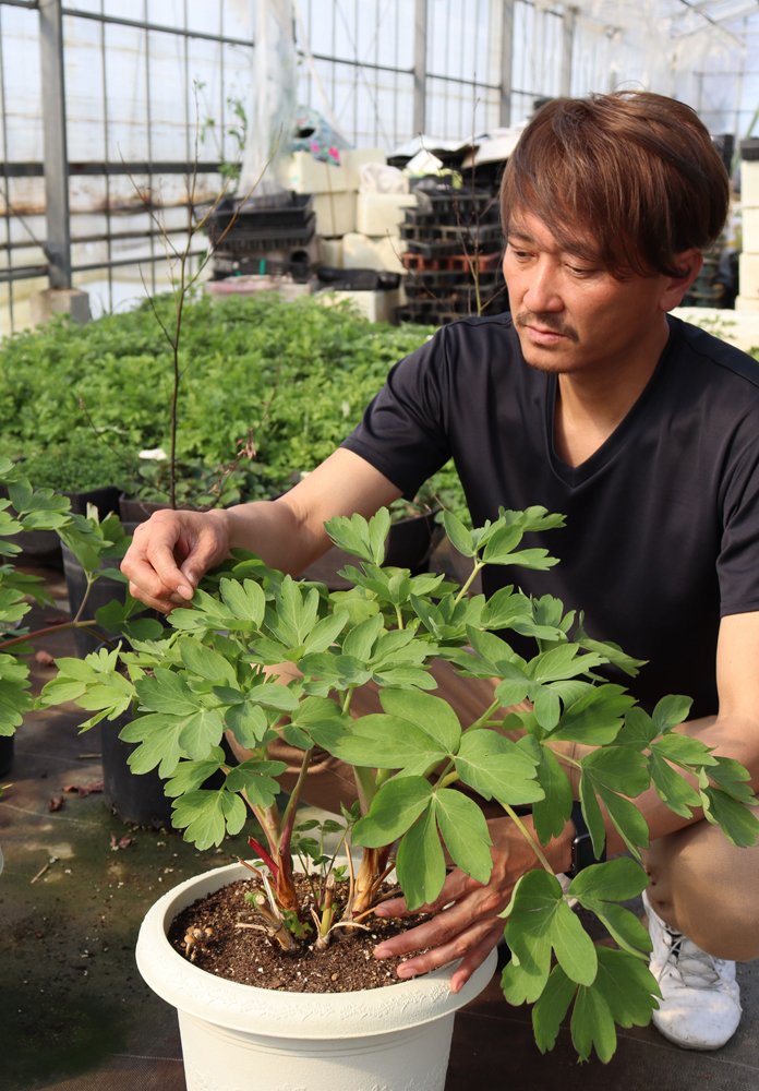 日本古来の「和ハーブ」滋賀の男性が栽培、無農薬にこだわり