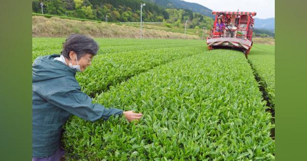 鮮やかな緑　生育は順調　新茶の摘み取り始まる　宮崎市