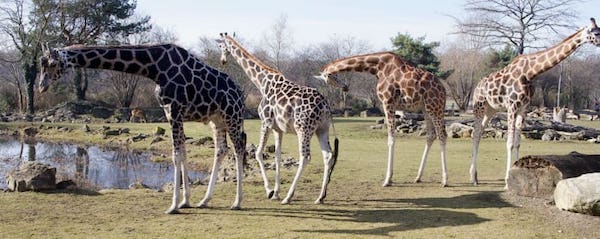 ドイツの動物園 経営危機に直面 最悪の場合 殺処分も