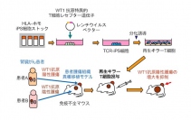 ヒトiPS細胞から再生したキラーT細胞が腎ガン細胞の治療に効果、京大の研究
