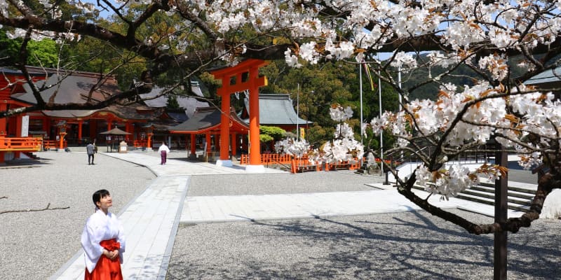 熊野那智大社の桜、満開に　和歌山