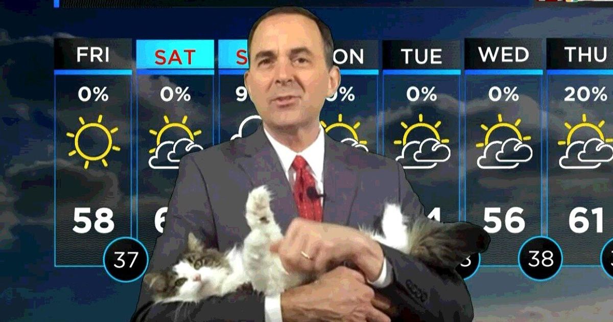 自宅から放送した天気予報に、お天気キャスターの飼い猫が登場。可愛すぎてレギュラーに
