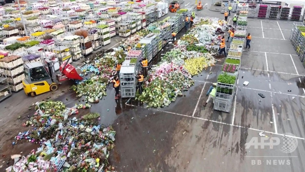 動画：新型コロナでしぼむ花需要、廃棄迫られる生産者たち オランダ