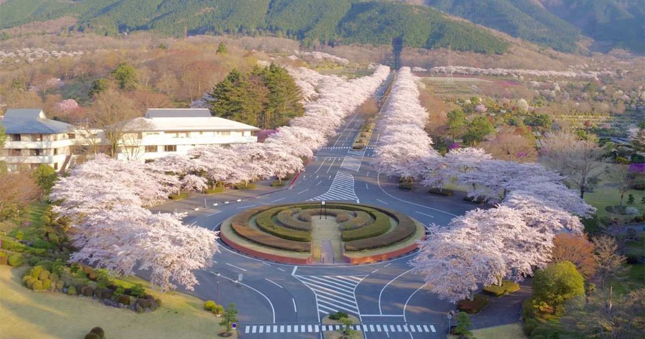 ドローンで見る日本の絶景、冨士霊園の千本桜 - ニュース3面鏡