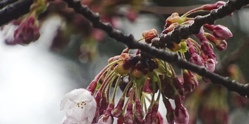 北海道に桜前線が到達　松前町でソメイヨシノ開花