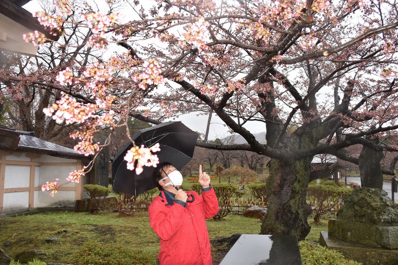 桜前線北海道に　松前公園でソメイヨシノ開花　10日早く