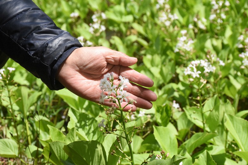 「ミツガシワ」の白い花が見ごろ　下関・勝山地区