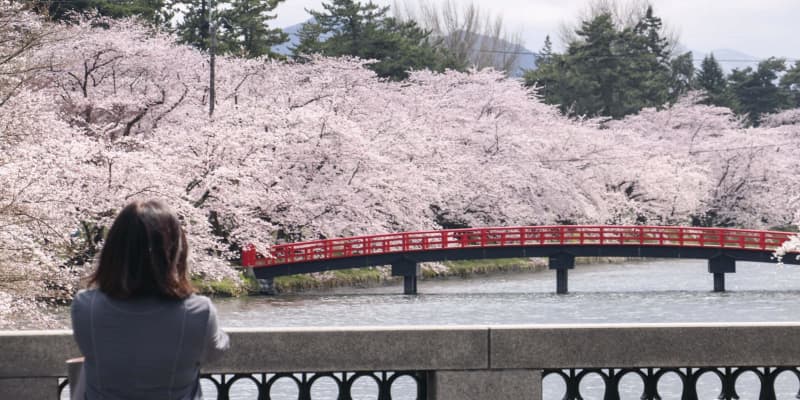 弘前市長が「桜の投稿自粛を」　青森、異例の要請に疑問の声も
