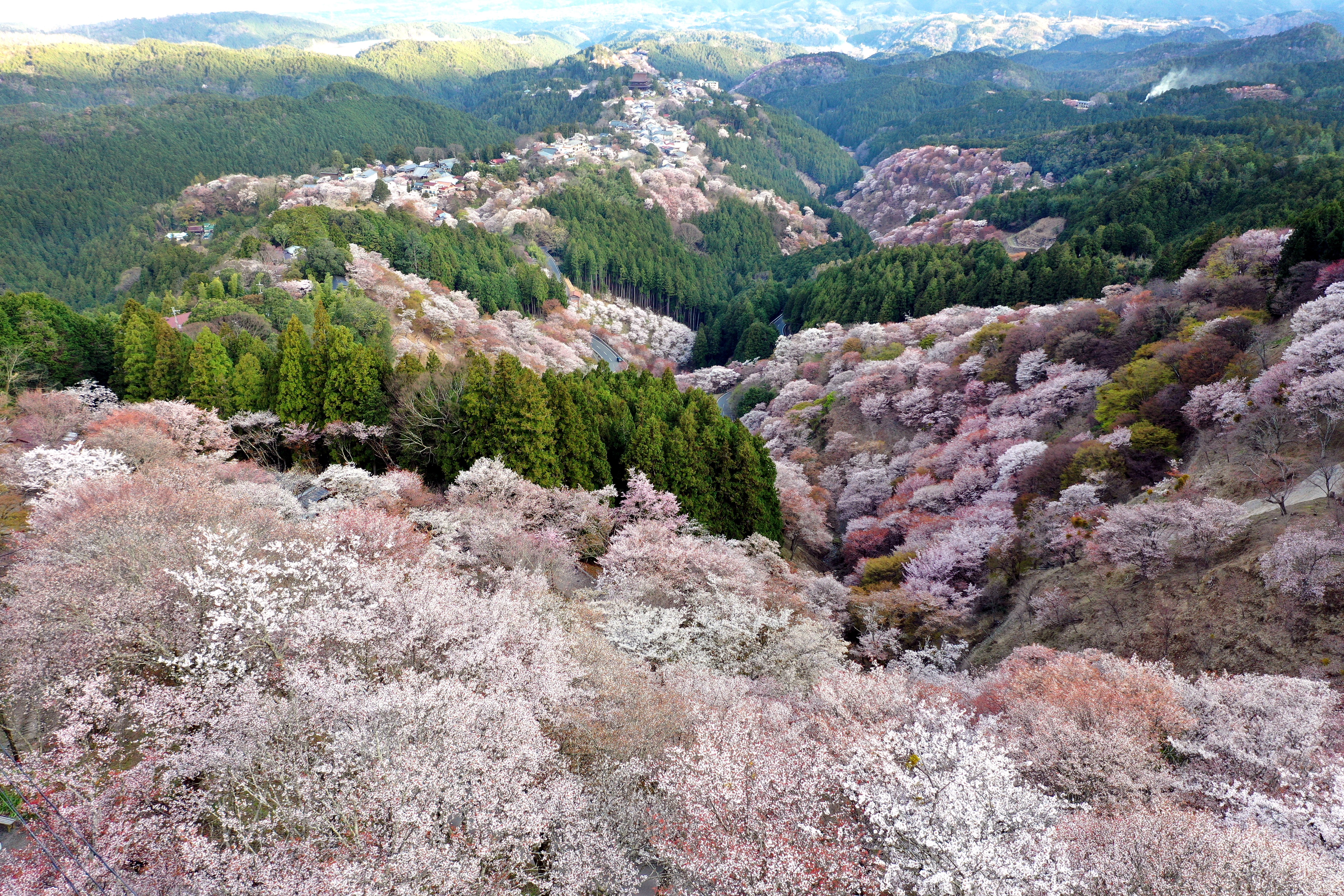 ひっそり咲き誇る千本桜　吉野山