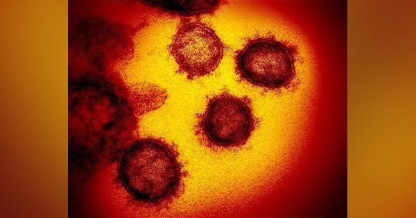 塩野義薬、新型コロナウイルス予防ワクチン開発を正式決定