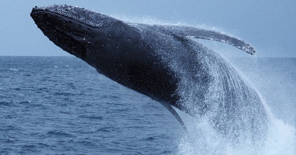 豪快なジャンプたっぷりと　ザトウクジラ、奄美海域に971頭　過去最多