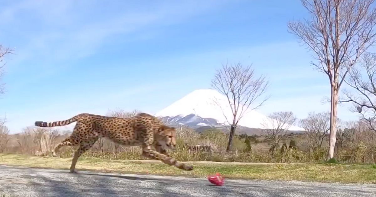 爆走するチーターに かわいいペンギン目線のカメラ 臨時休園中の動物園や水族館のどうぶつや生き物たちの様子を集めてみた 動画