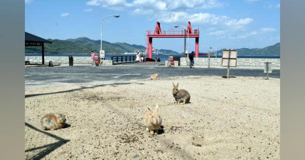 ウサギの島、観光客激減で餌不足　竹原の大久野島　