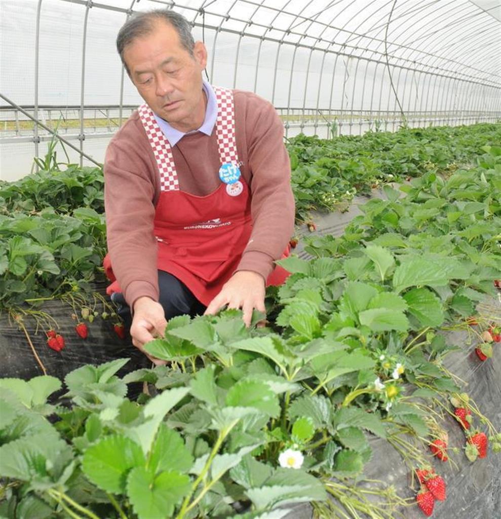 茨城の観光果樹農家・中村剛さん　コロナ禍で最大の苦境に　「せっかくのイチゴが…」
