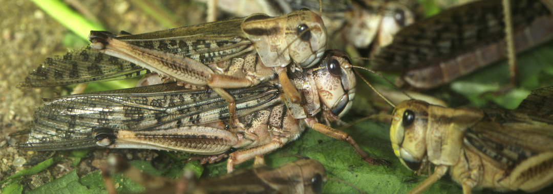 アガベ ジャイボリー群生　株ごと全部　小苗大量　希少　入手困難　殿様バッタ付き アガベ ジャイボリー群生 株ごと全部 小苗大量 希少 入手困難 殿様