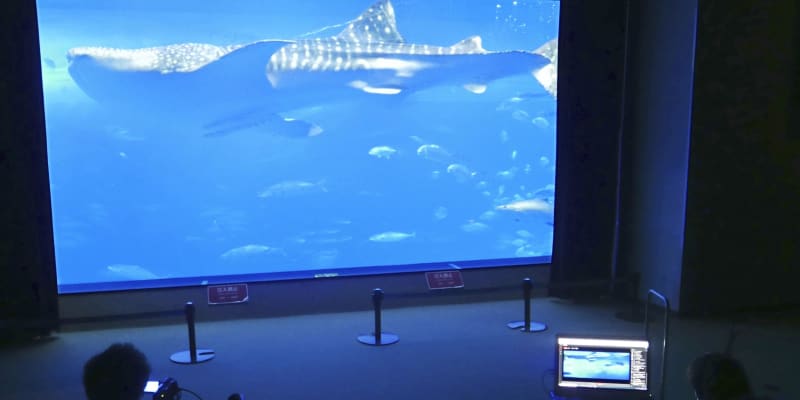 沖縄美ら海水族館が動画生配信　うちで「水槽のぞいて」