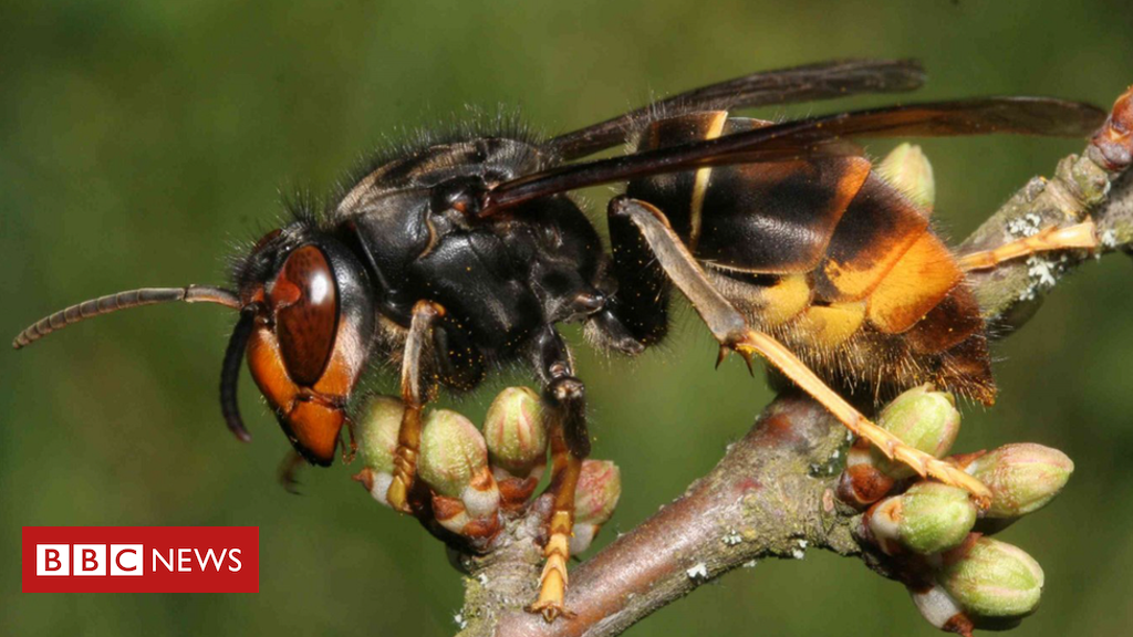 'Murder hornets' land in the US for the first time