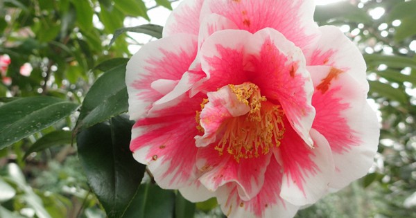 「光源氏」が妖艶な白とピンクの花　48種のツバキが次々開花　東京・武蔵野
