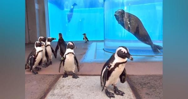 休園中の水族館、動画配信が人気　横浜のシーパラダイス