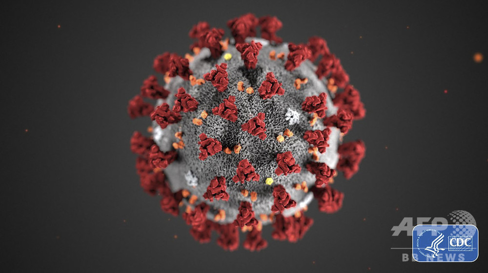 ウイルスを中和する「有望な」抗体発見、オランダ研究 新型コロナ