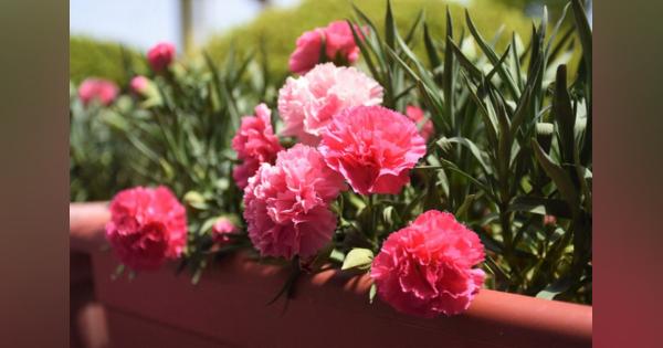 母の日に花で彩る高知龍馬空港　地元の高校生がカーネーション栽培