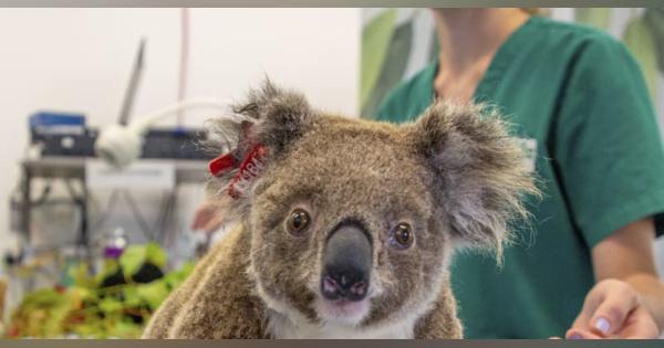 豪の動物病院、治療費の寄付募る　森林火災でコアラなど被害