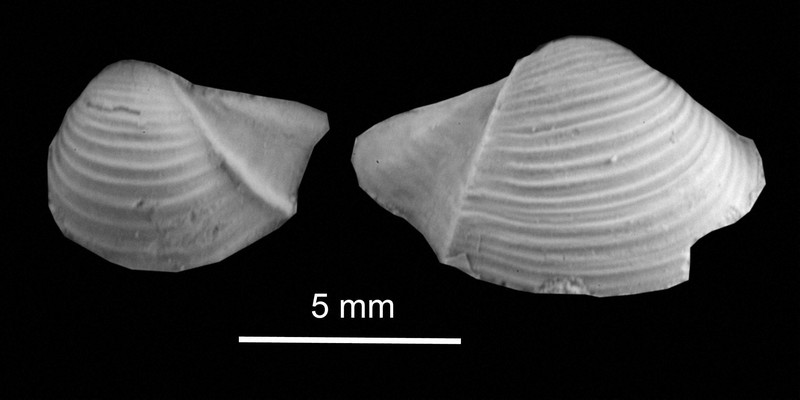 アマチュア化石収集家、二枚貝の新種発見　同属では世界最古　北海道