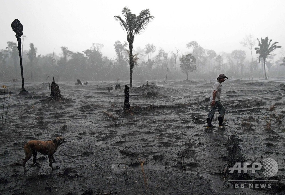アマゾン森林破壊が加速、1～4月は前年同期比55％増