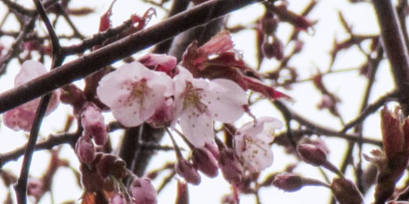 日本一遅い桜開花、北海道　稚内と釧路
