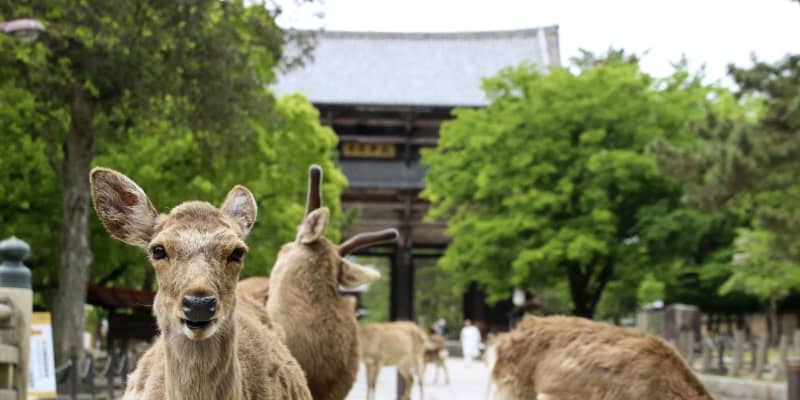 コロナでさまようシカない、奈良　観光客が激減、せんべいもらえず