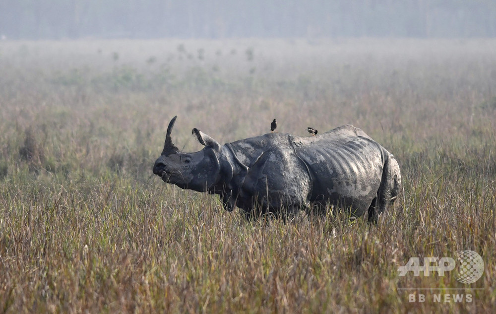 都市封鎖で密猟未遂増加、希少なサイ殺される インド国立公園