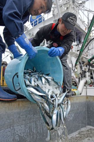 サバ マイワシ根室で水揚げ イワシ低調単価７０円 サケ マス流し網代替