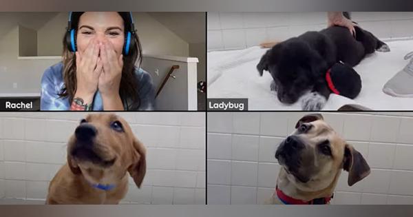 「Zoom」で保護犬の里親探し　犬の様子を中継、オンラインで手続き完結　米国で開始