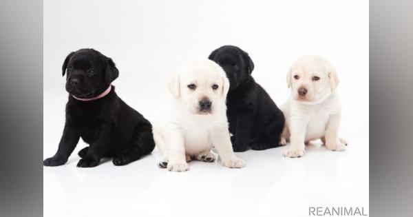 人気犬種ランキング、アメリカと日本で違い…愛犬に求めるものは？