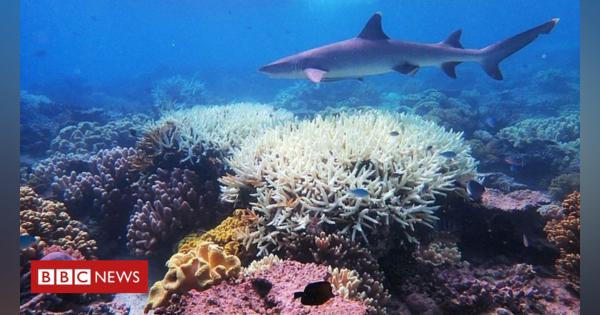 Scientists 'find way to fight coral bleaching'