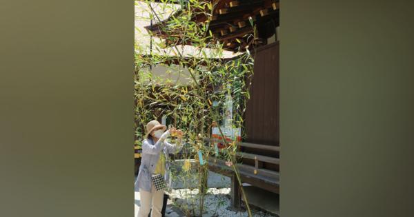 短冊に願い「コロナがなくなりますように」　早くも七夕ササ飾り登場　京都の神社
