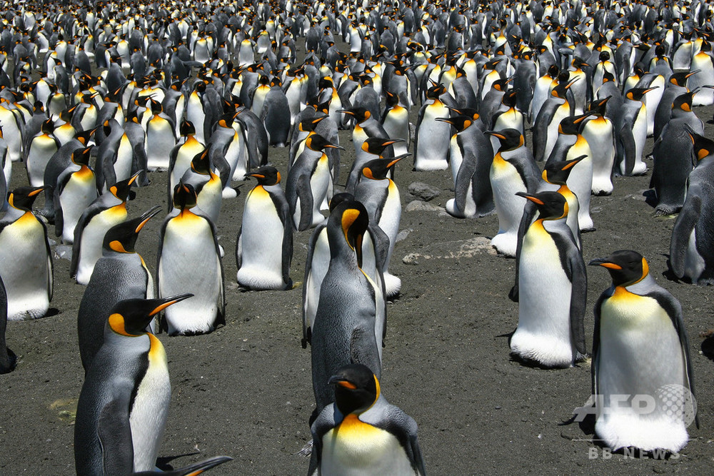 ペンギンのふんから大量の笑気ガス 研究者に異変も