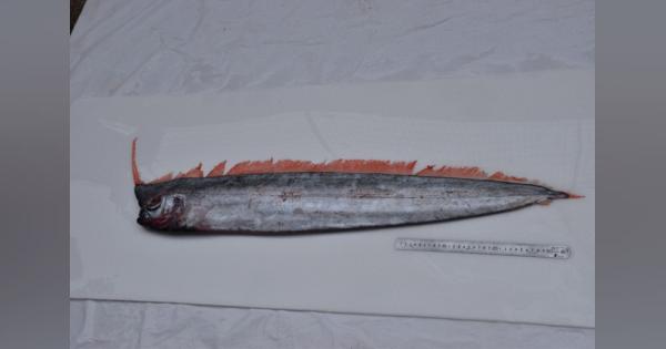 珍魚「アカナマダ」富山湾で捕獲　対馬暖流に流され？　近年、目撃相次ぐ