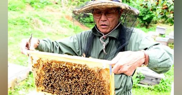 日本のミツバチ、沖縄が支える　クマ被害なく飼育1位に　花粉交配で果樹農園に出荷