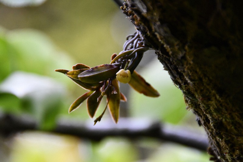 京都府の準絶滅危惧種に指定　多年草の「カヤラン」、黄色の花咲く　梨の枝に着生