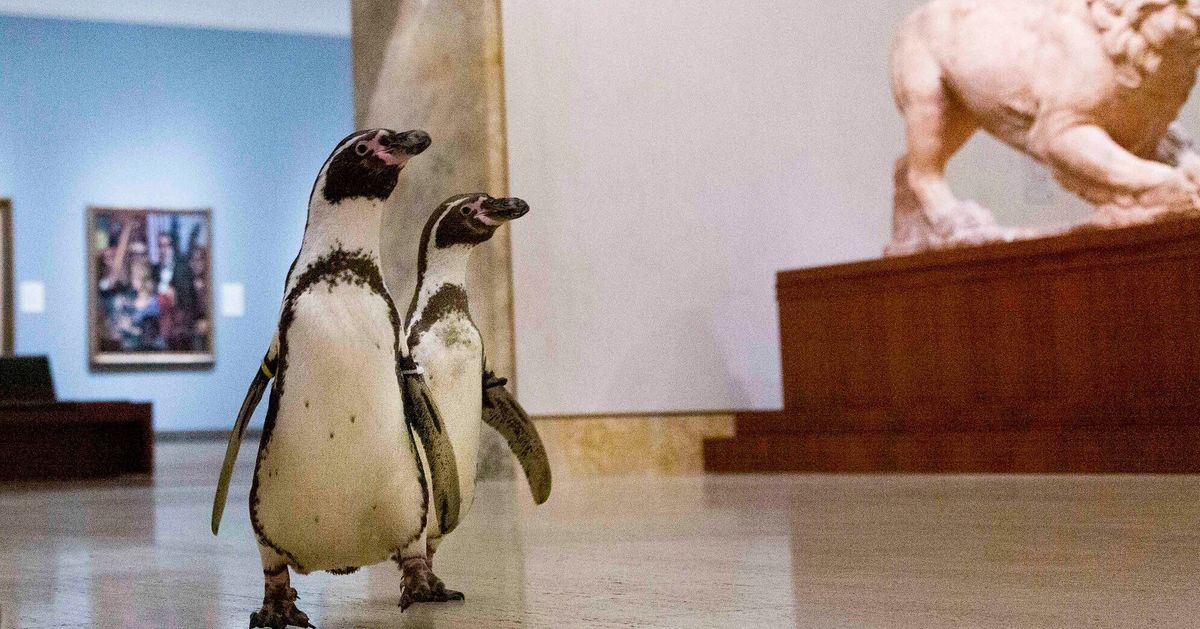 ペンギンたちが閉館中の美術館でアート鑑賞「モネよりカラヴァッジョが好きだったようです」