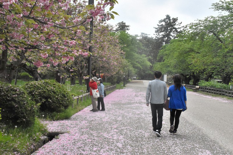 弘前公園の閉鎖解除　わずかに残る桜楽しむ