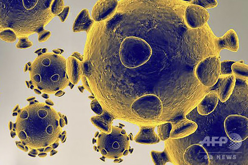 SARS抗体、新型コロナの感染を阻止 実験で確認
