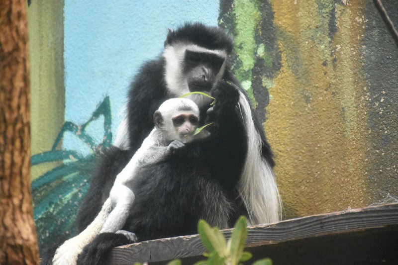 前向きに「ゴー」です　アビシニアコロブスの赤ちゃんすくすく　高知の動物園