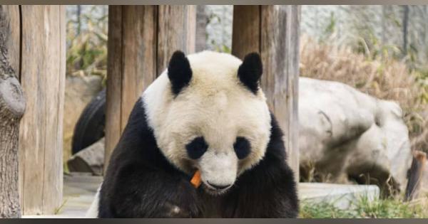 神戸のパンダ、中国に返還へ　24歳雌タンタン、7月期限