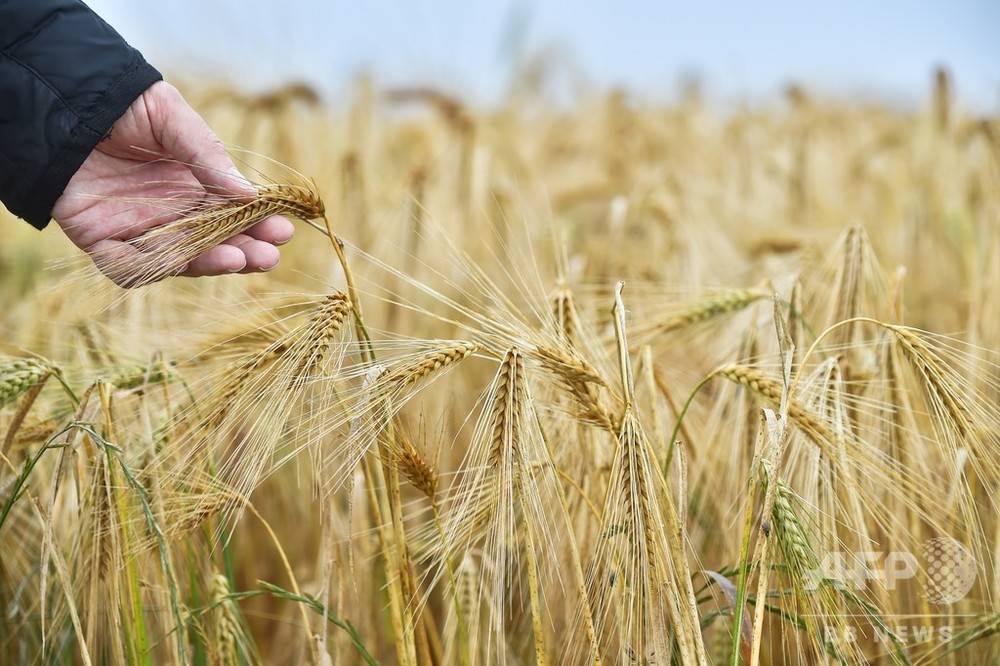 中国、豪産大麦に80.5％の追加関税 豪はWTO提訴を検討