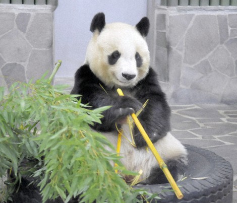 バイバイ、タンタン　貸与期限でパンダが中国に帰国へ　神戸・王子動物園