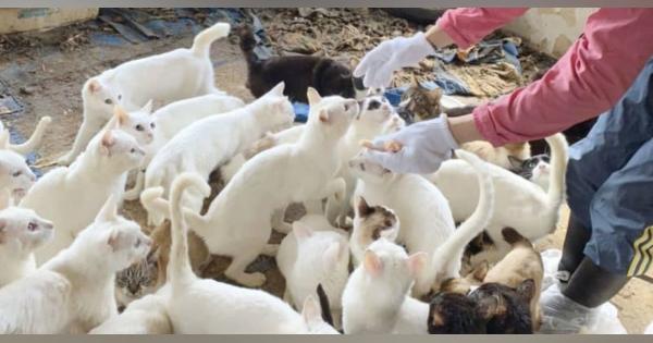 一軒家で猫238匹保護、札幌　多頭飼育崩壊か