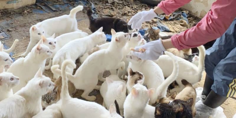 一軒家で猫238匹保護 札幌 多頭飼育崩壊か